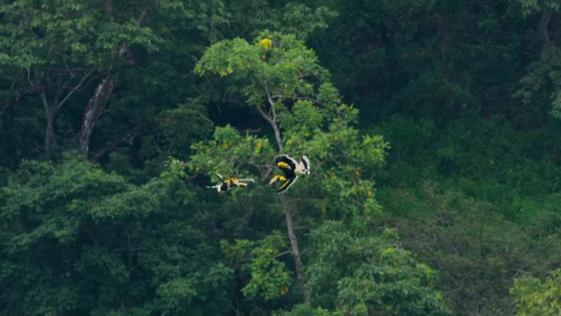 This aerial jousting between males has never been filmed before