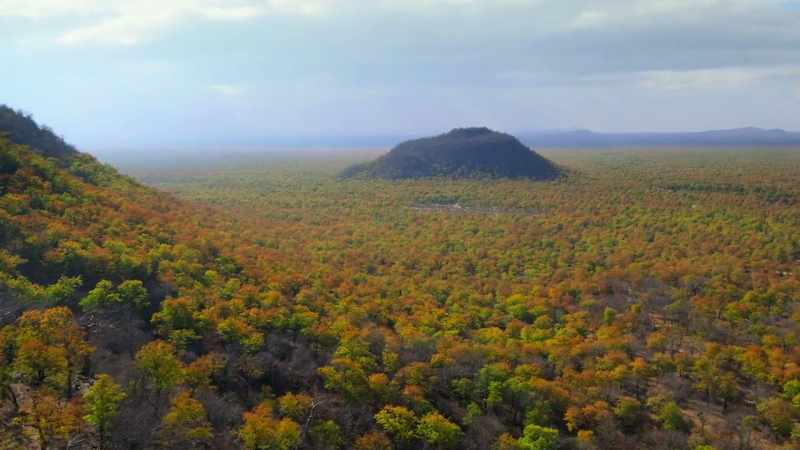This is Africa's largest forest, the Miombo