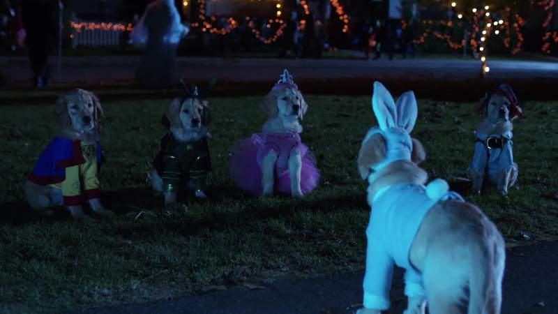 This ain't no ordinary rabbit costume dawgs