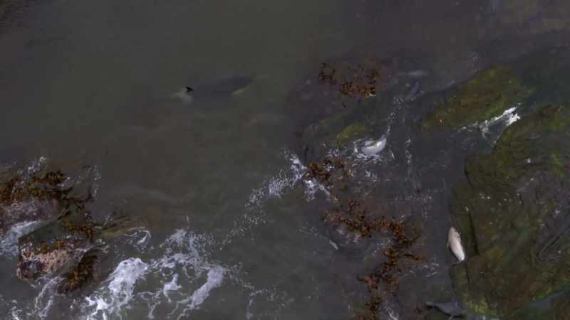 ''This is all about providing for her pod.''