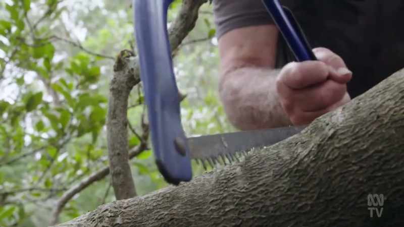This allowed the Bidjigal People to harvest and split trunks easily