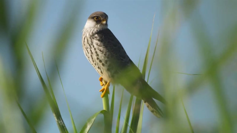 'This Amur falcon