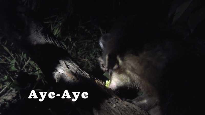 This is an aye-aye