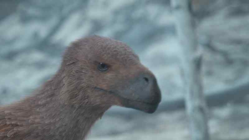 This Atrociraptor is an opportunist