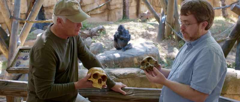 This is Australopithecus africanus