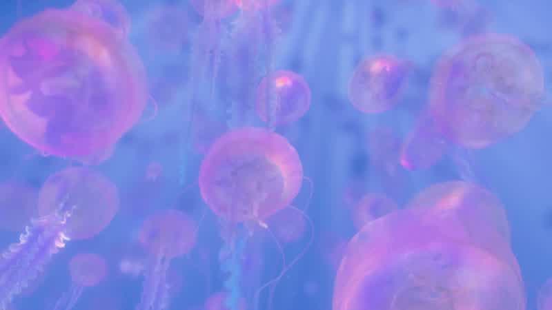 This is bad Dory Hey watch thisBoing BoingDoryYou can't catch meDon't bounce on the topsThey will not sting youThe tops don't sting you Two in a row Beat thatDory listen to me I have an idea a gameA