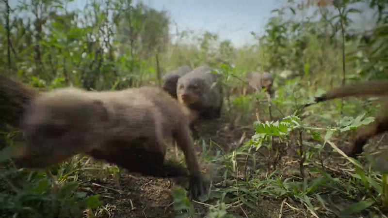 This band of mongooses lives close by