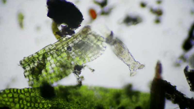 This bdelloid rotifer was alive during the age