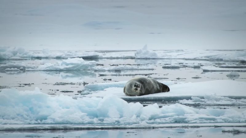 This bearded seal is so blubbery, it could last her days