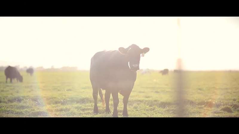 This is because cows produce a substantial amount