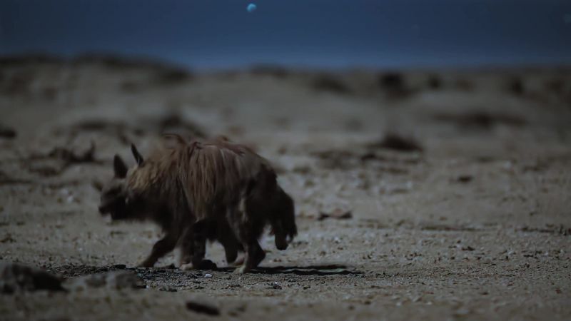 This bizarre nocturnal fight is known as muzzle-wrestling