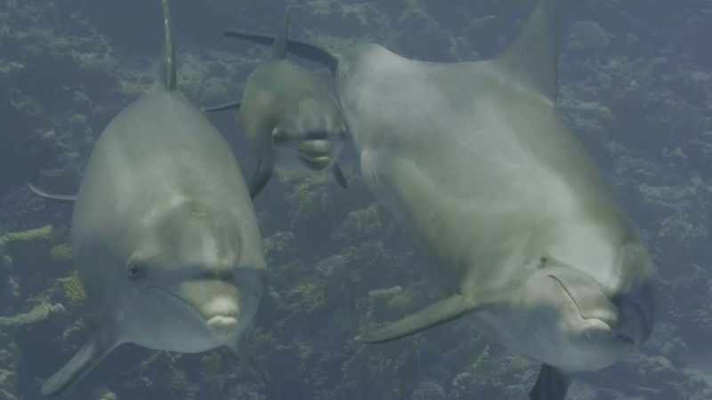 This bottlenose dolphin mum