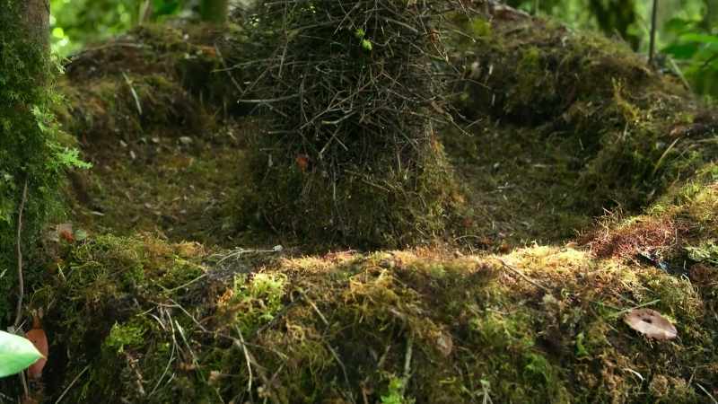 This bower is probably the most ambitious construction