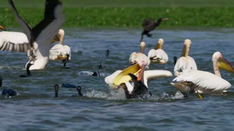 This brutal tactic enables each pelican to catch many more fish