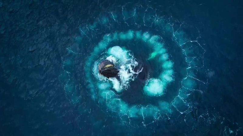 This bubble-netting technique allows the whole pod to take their fill