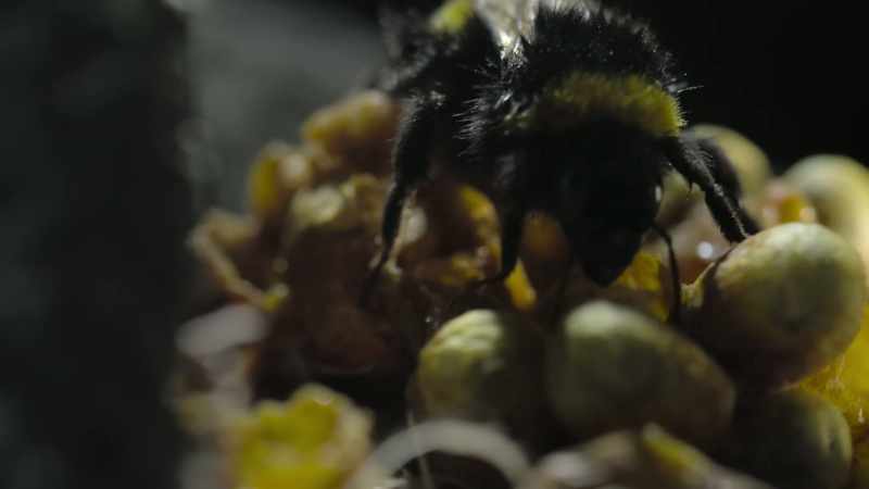 This buff-tailed bumblebee is about to embark on a royal mission