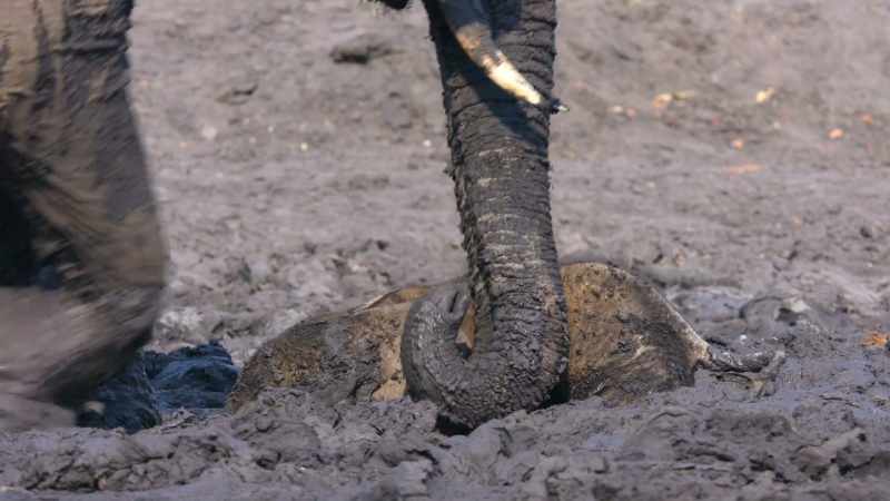 This calf became completely locked in this mud