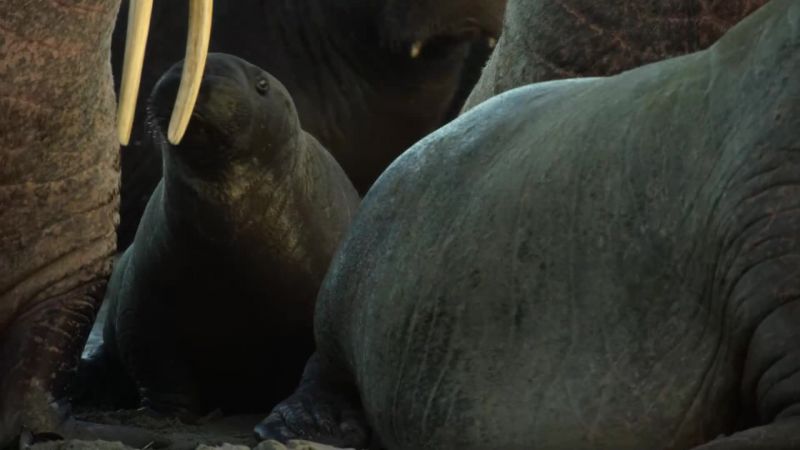 This calf must stay close to its mother