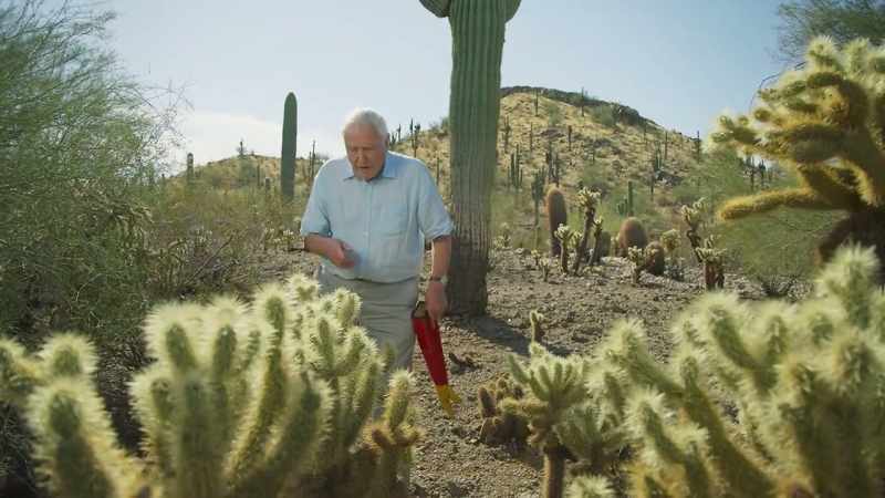 This is called a teddy-bear cholla