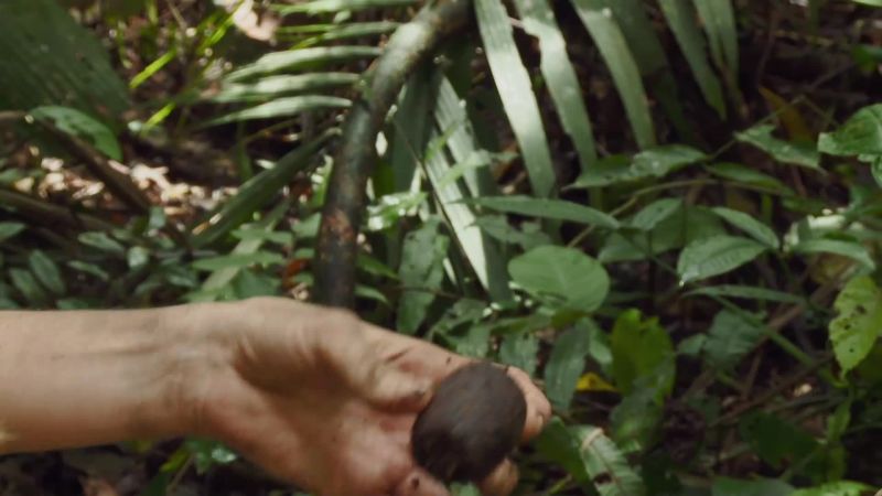 This is called elephant's palm nut