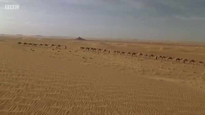 This is camel land