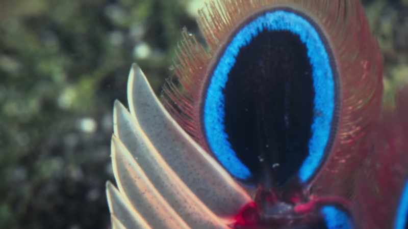This camera has revealed to us a first glimpse into a world of light