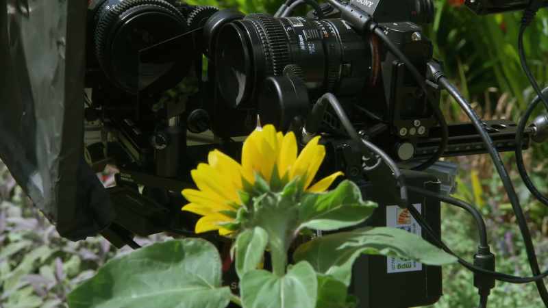 This camera set—up lets us look at that flower in two different ways