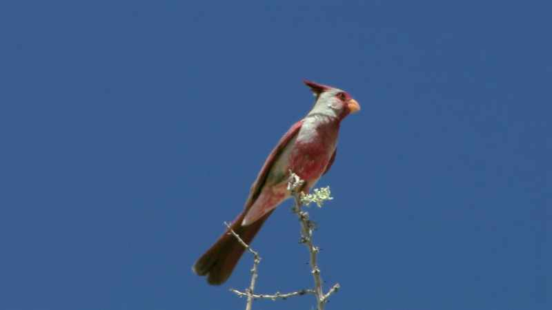 This cardinal is found in the American southwest