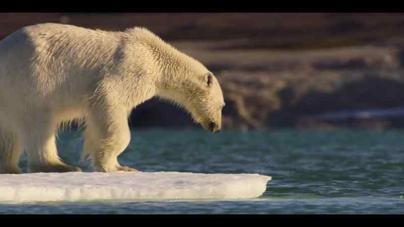 This changing landscape creates a challenge for a hungry polar bear