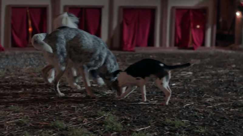 This is Charlie, Aggie, Savannah, and Bailey