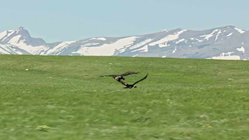 This chase is costing the bald eagle