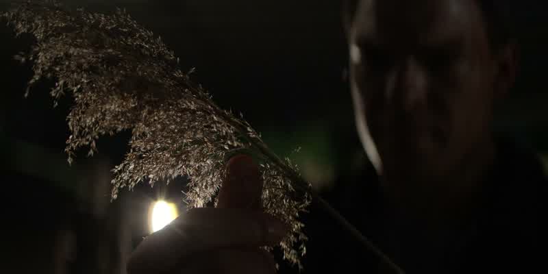 This is cogongrass