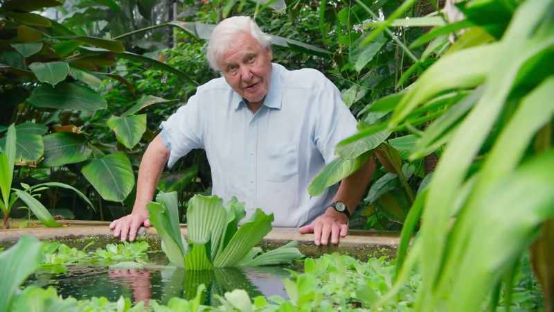 This combination of characteristics enable the water lettuce