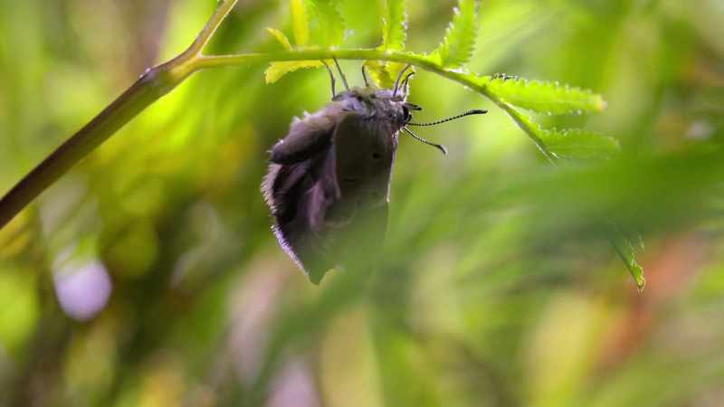 This complex life may be laborsaving for the butterfly