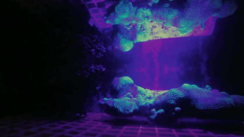 This coral has lost its algal symbionts