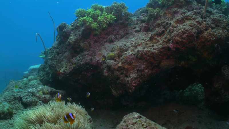 This coral sunscreen makes it more likely that the bleached coral