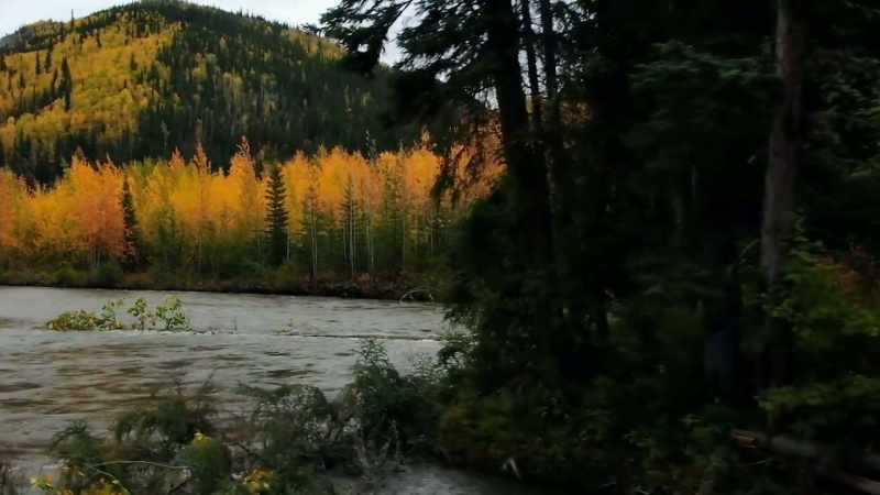 This cottonwood is just blocking the whole darn river