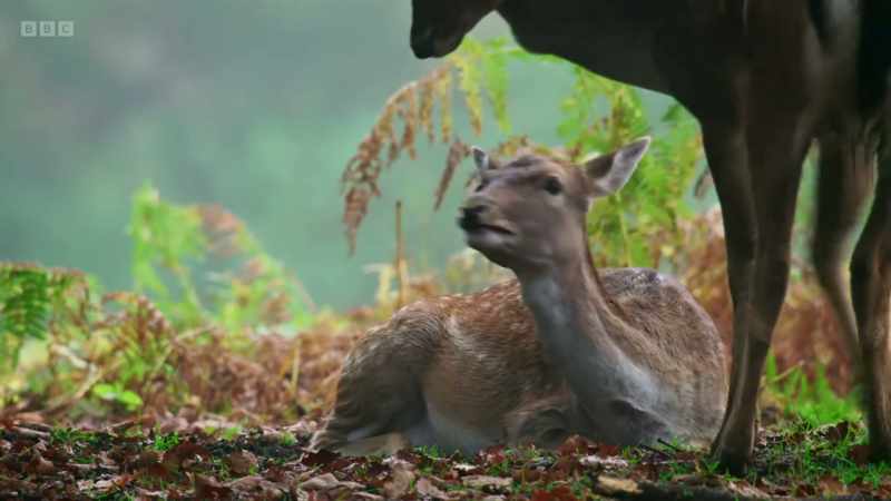 this could be the young buck's lucky day