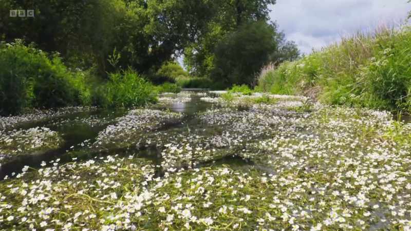 This creates the right conditions for water-crowfoot