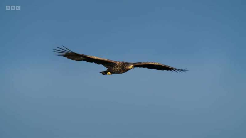 This crucial work will ensure eagles might once again