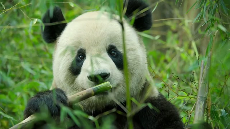 This cub wants to play hide-and-seek