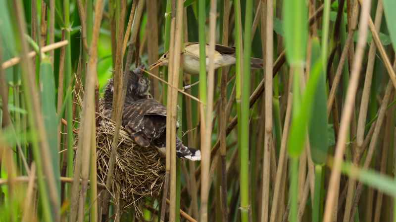 This cuckoo singleton doesn't have to worry about competing with siblings