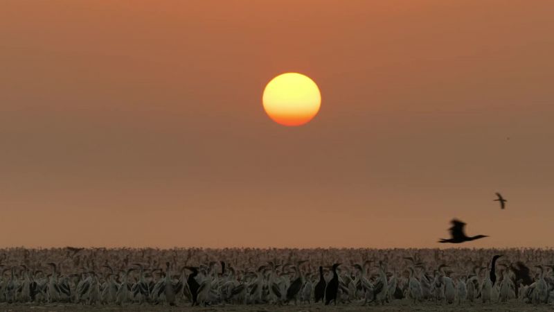 This desert provides the cormorants