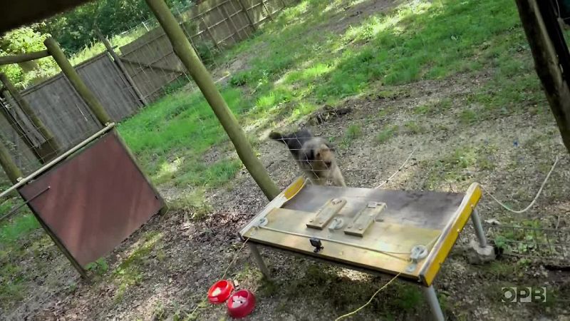 This dog shows how it's done