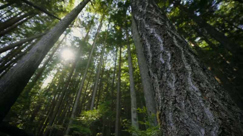 This Douglas fir has stood for decades