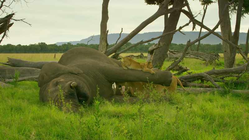This elephant died after a life well-lived