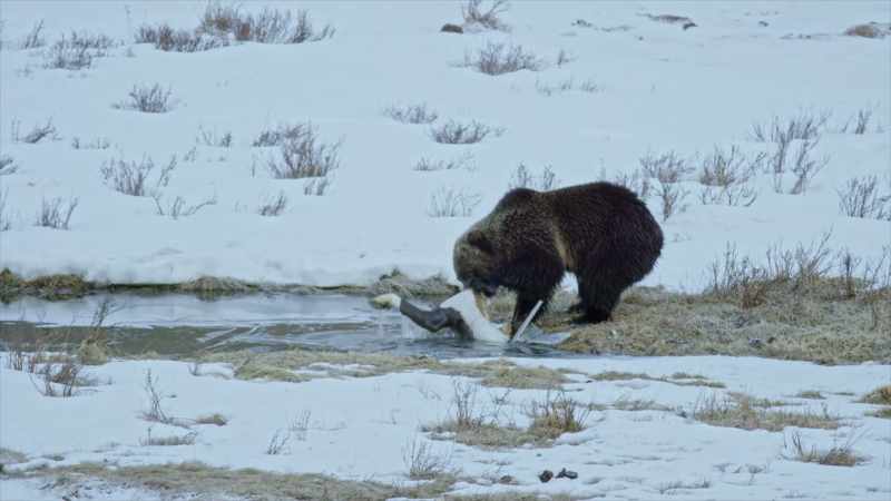 This elk carcass is what's known as winter kill