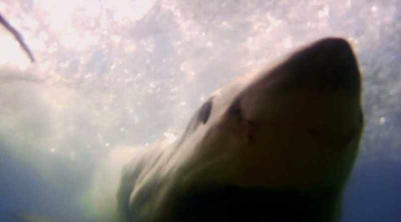 This encounter reveals much about shark attack behavior