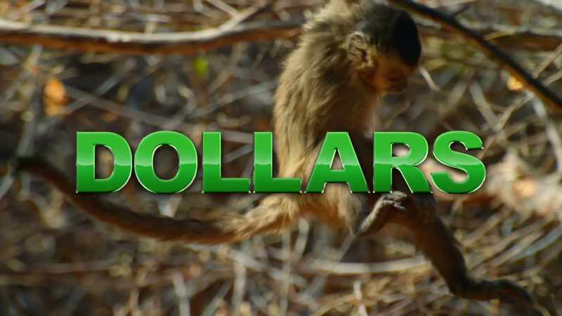 This is especially true for a sika deer and a macaque