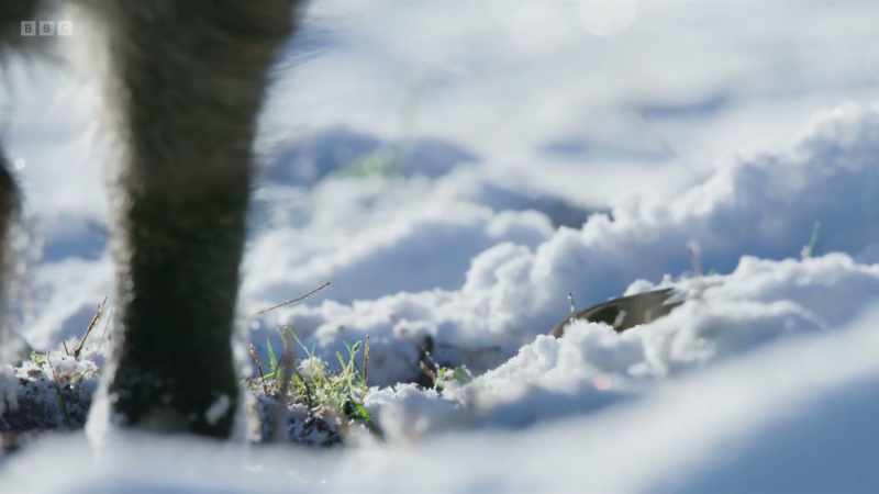 This exposes worms - and they are food for the robin